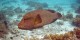 Egypte - Mai 2006 - Croisiere Nord - 030 - Ras Mohamed Shark Reef - Napoleon